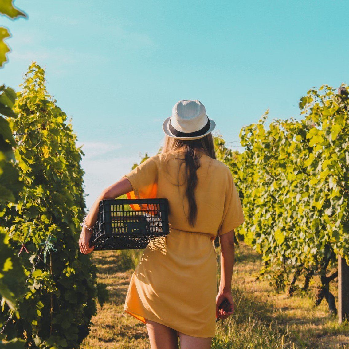 Die besten Weingüter weltweit - Weinspirits' Top 10 | Weinspirits